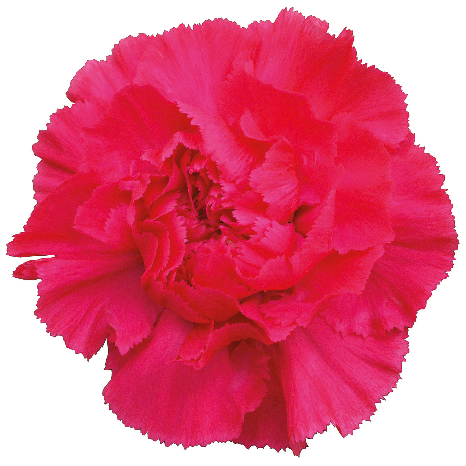 OEILLET LAMOIRA CERISE 60
